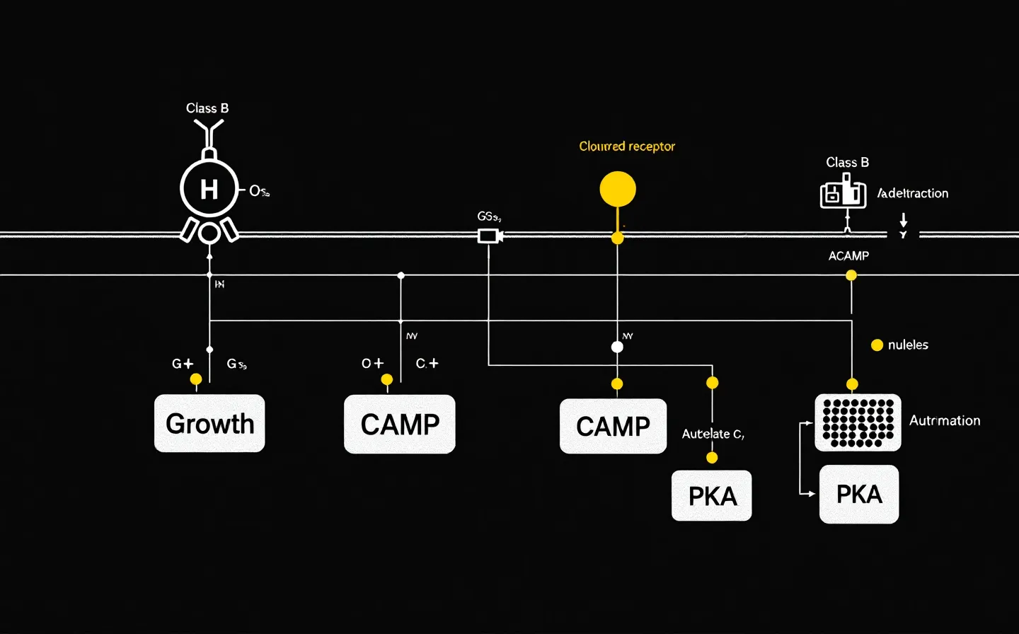 A stark hard-edged industrial schematic of a GHRH receptor on a membrane line with a downstream signaling cascade, one node marked yellow, on a deep near-black ground